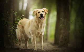 Dog forest trees light shining - the middle of a forest free wallpaper