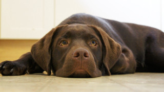 Sad dog laying on floor 3 - a sad look free wallpaper