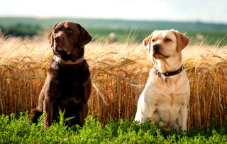 Two dogs sitting tall grass - their eye free wallpaper