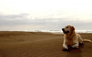 Dog beach ocean waves sitting - a beach near the ocean free wallpaper
