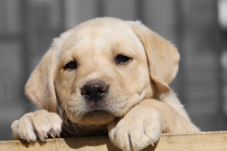Puppy leaning fence sad look - a puppy free wallpaper