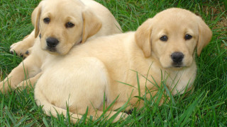 Two yellow labs laying grass - the grass together free wallpaper