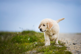 Puppy running gravel road grass - a puppy free wallpaper for desktop