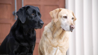 Two dogs standing outside house - free dogs wallpaper