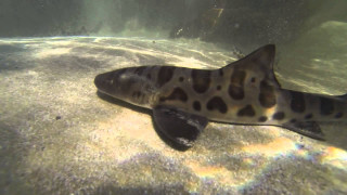 Fish waterfall rocks sand underwater - a fish free wallpaper