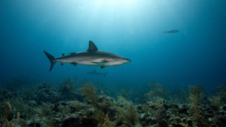 Shark swimming ocean fish nearby - a sunbeam in the background free wallpaper