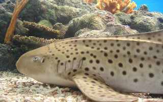 Spotted fish swimming coral reef - a coral reef free wallpaper