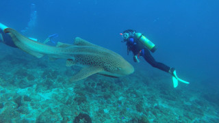 Diver shark ocean scuba wetsuit - damien hirst free wallpaper