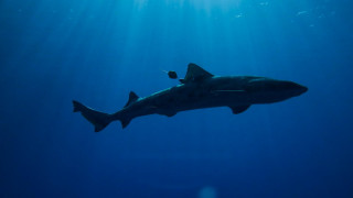Shark ocean light scuba underwater - a shark swimming in the ocean free wallpaper