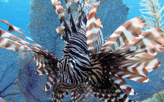 Lionfish swimming coral reef ocean - fish eye free wallpaper