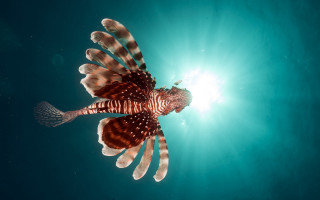 Lion fish ocean sunlight wings - abidin dino free wallpaper