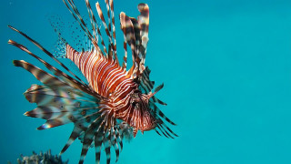 Lionfish swims water coral reef - aquirax uno free wallpaper