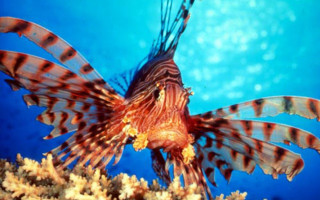 Lionfish swimming ocean blue background - the water below free wallpaper for desktop