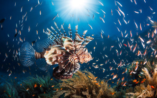 Lionfish swimming sea school fish - photograph free wallpaper for desktop