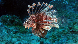 Lionfish swimming ocean coral background - aquirax uno free wallpaper