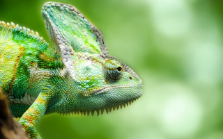 Green chameleon tree branch head - a green chamelon free wallpaper