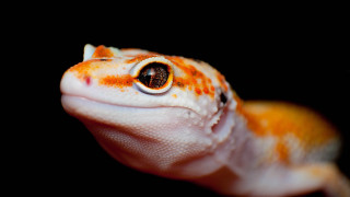 Gecko closeup black background white - edward george handel lucas free wallpaper