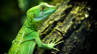 Green lizard serious look tree - a green lizard free wallpaper