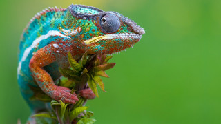 Colorful chameleon branch leaves green 2 - a colorful chamelon free wallpaper