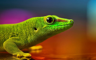 Green lizard yellow tail macro - a green lizard free wallpaper