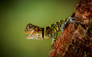 Small lizard climbing branch open - tongue free wallpaper for desktop