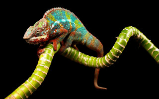 Colorful chameleon branch curled tail - a colorful chamelon free wallpaper
