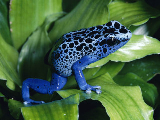 Blue black frog green plant 4 - frog free wallpaper