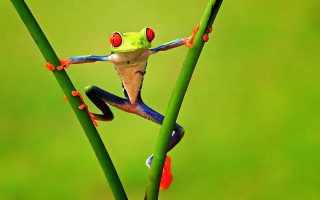 Frog red eyes green plant - a green background and a blurry background free wallpaper