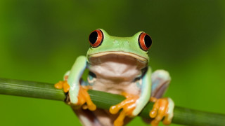 Frog red eyes green leaf - a frog free wallpaper