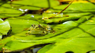 Frog leaf water smile camera - a frog free wallpaper