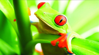 Red eyed frog green plant - frog free wallpaper