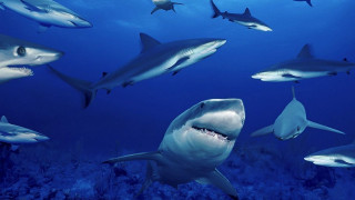 Sharks diver ocean swimming together - a picture of them free wallpaper for desktop