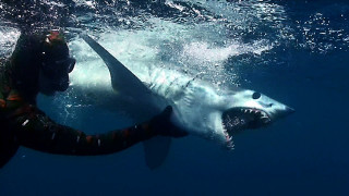 Man swimming with shark in - a shark free wallpaper