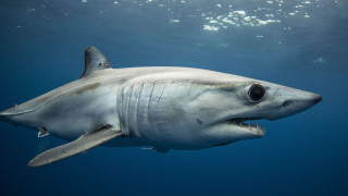 White shark ocean open mouth - colin moss free wallpaper
