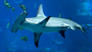 Shark swimming aquarium fish around - a large aquarium free wallpaper