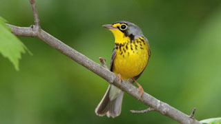 Free Bird wallpapers